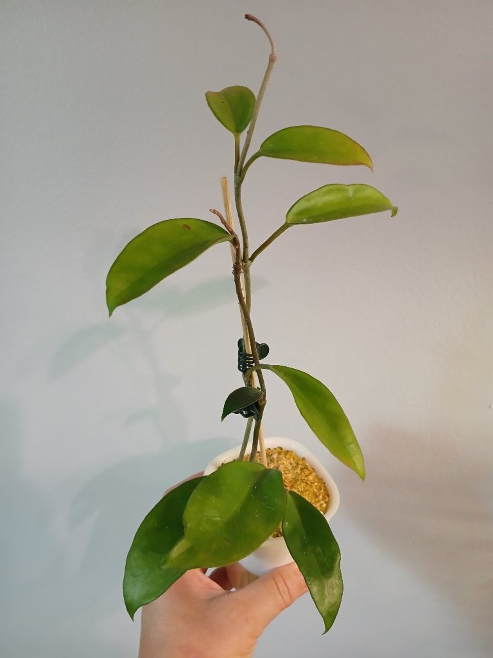 Hoya Carnosa Green